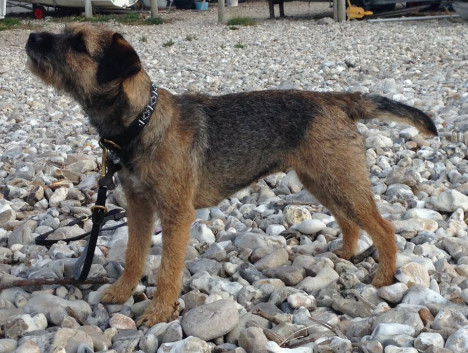 MillyLily wears the black and white beaded collar